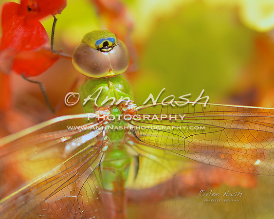 dragonfly_2015-08-21_12-17-37_DSC_1694_©AnnNashPhotographyLLC_2015