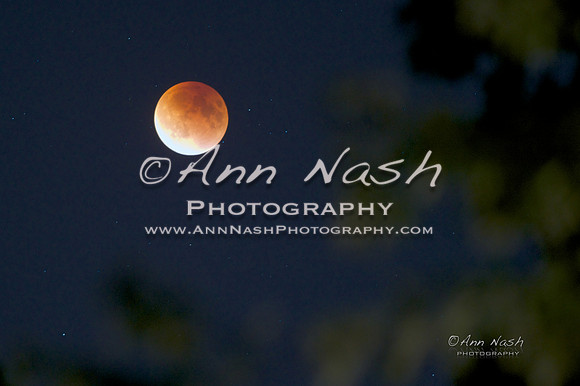 portraits_2015-09-27_22-10-51_DSC_1826_©AnnNashPhotographyLLC_2015