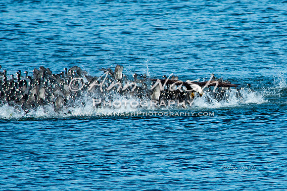 coots and eagles-Oct-21-2016-DSC_1119