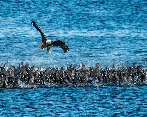 coots and eagles-Oct-21-2016-DSC_1112