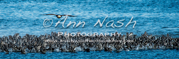 coots and eagles-Oct-21-2016-DSC_1110
