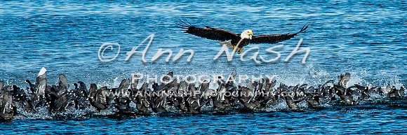 coots and eagles-Oct-21-2016-DSC_1114